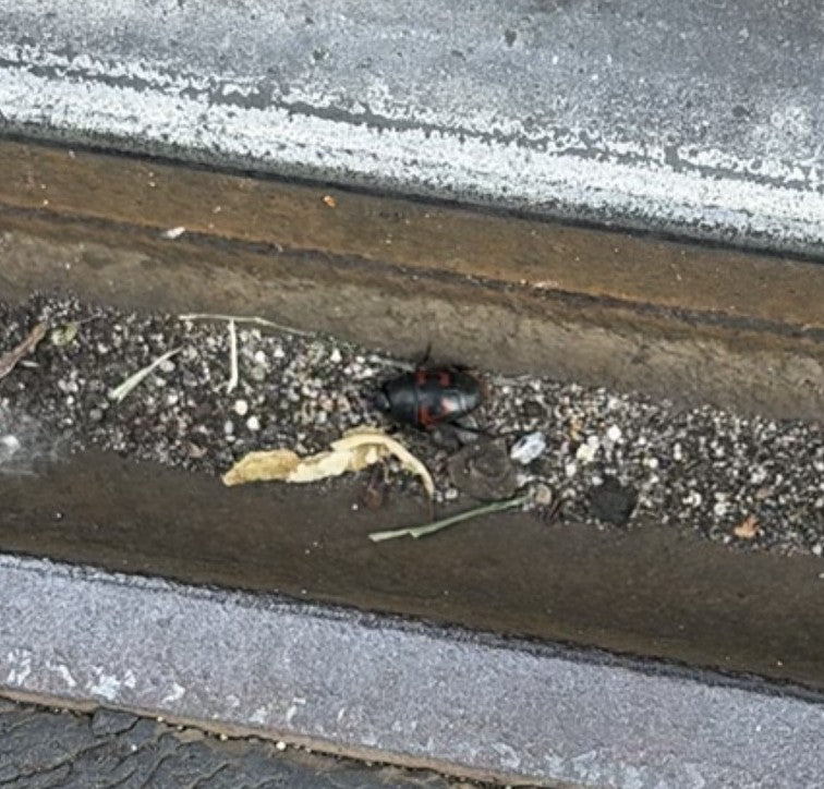 Un crisomela del pioppo si trova sul terreno in una fessura stretta. L'animale è riconoscibile, ma appare piuttosto piccolo nell'immagine.