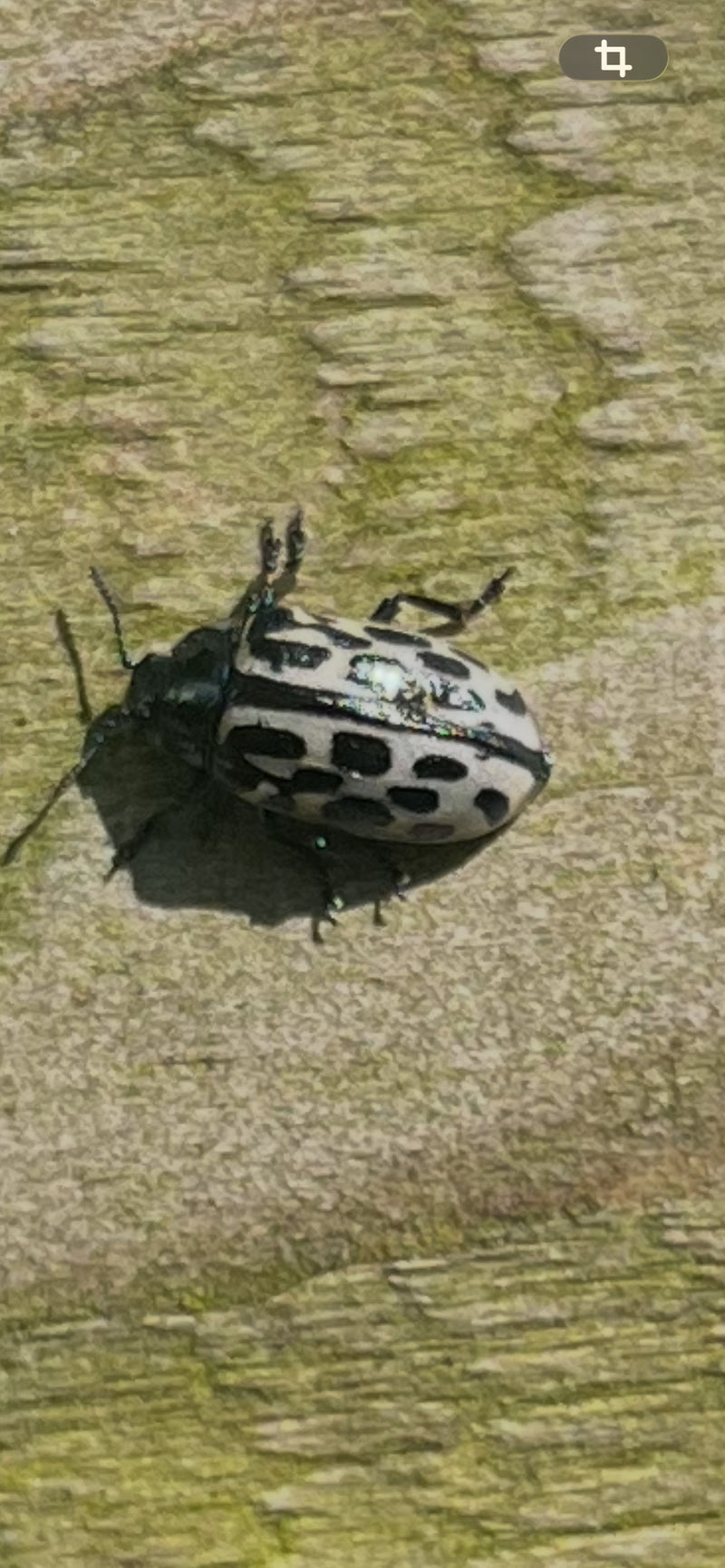 Scarabeo delle foglie di pioppo — foto 5 di 9