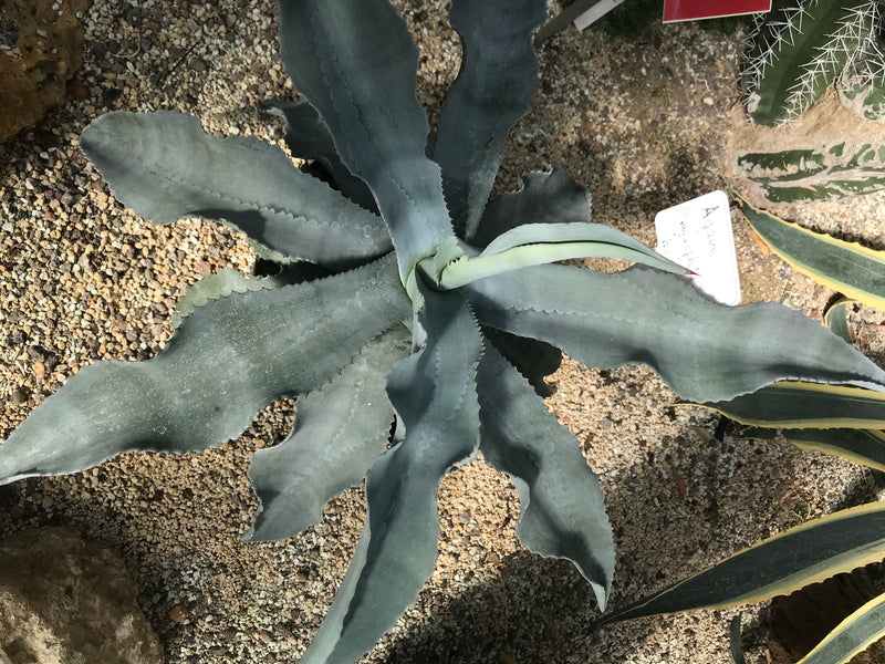 Parry-Agave — foto 2 di 2