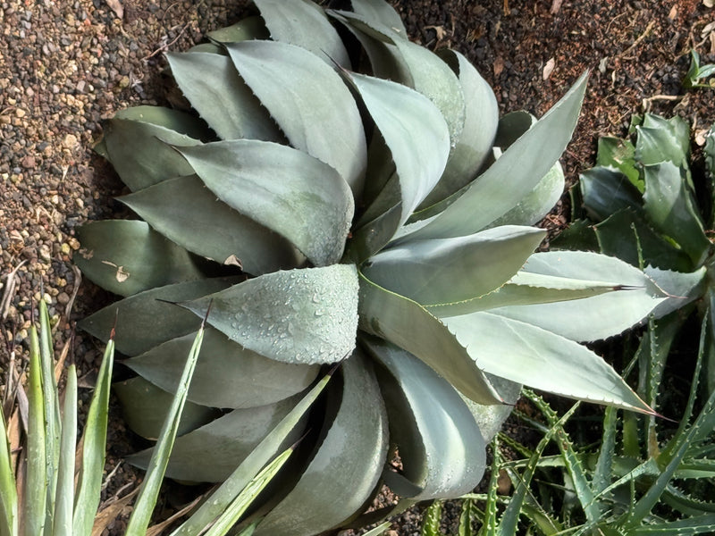 Un'Agave parryi con foglie fitte di colore grigio-verde bluastro vista dall'alto su terreno ghiaioso.