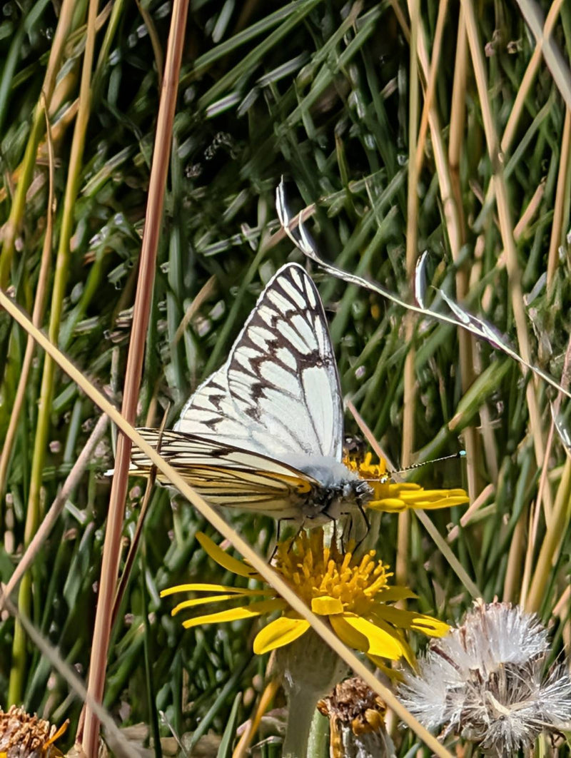 Bianco della Patagonia — Bild 2