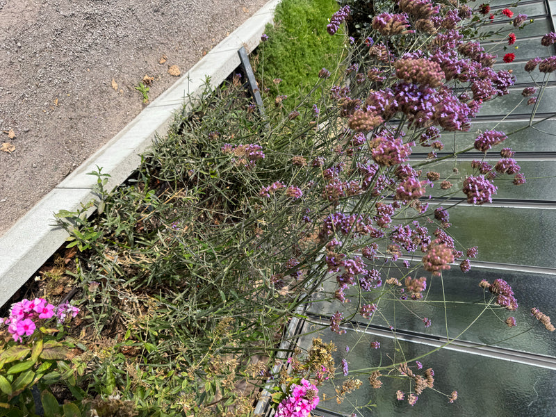 Una verbena di Buenos Aires in fiore cresce in un'aiuola accanto a una parete a vetri.