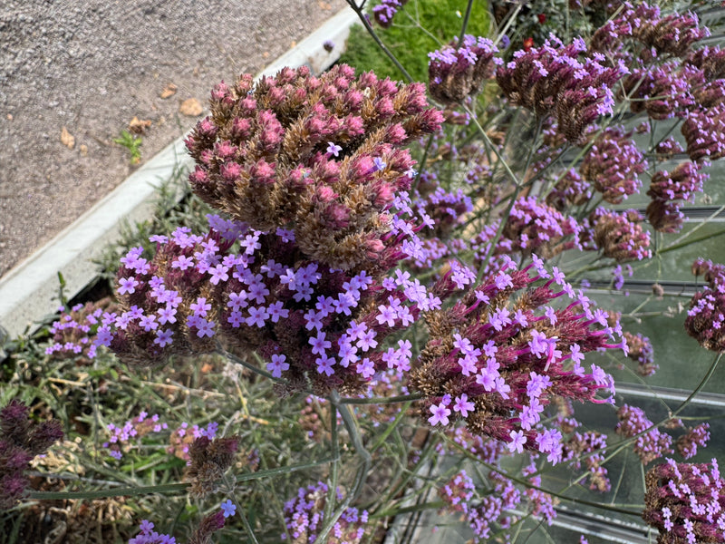Infiorescenze densamente ramificate di verbena di Buenos Aires con numerosi piccoli fiori viola.