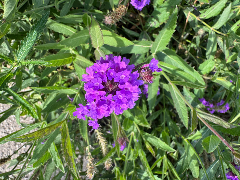 Un'infiorescenza viola di verbena di Buenos Aires vista dall'alto, circondata da foglie verdi.