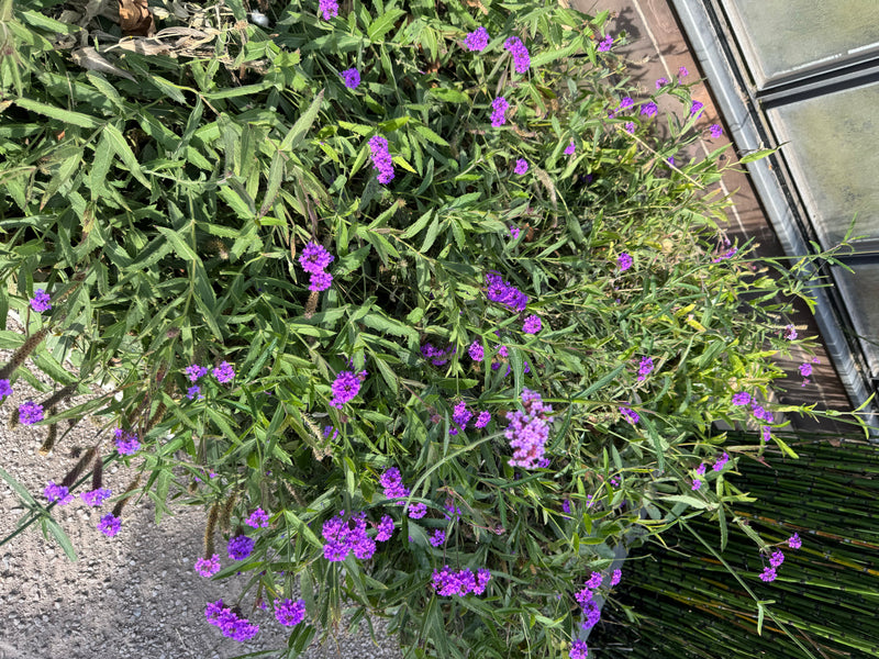 Una pianta fiorita di verbena di Buenos Aires con numerose infiorescenze viola cresce in un'aiuola accanto a un edificio.