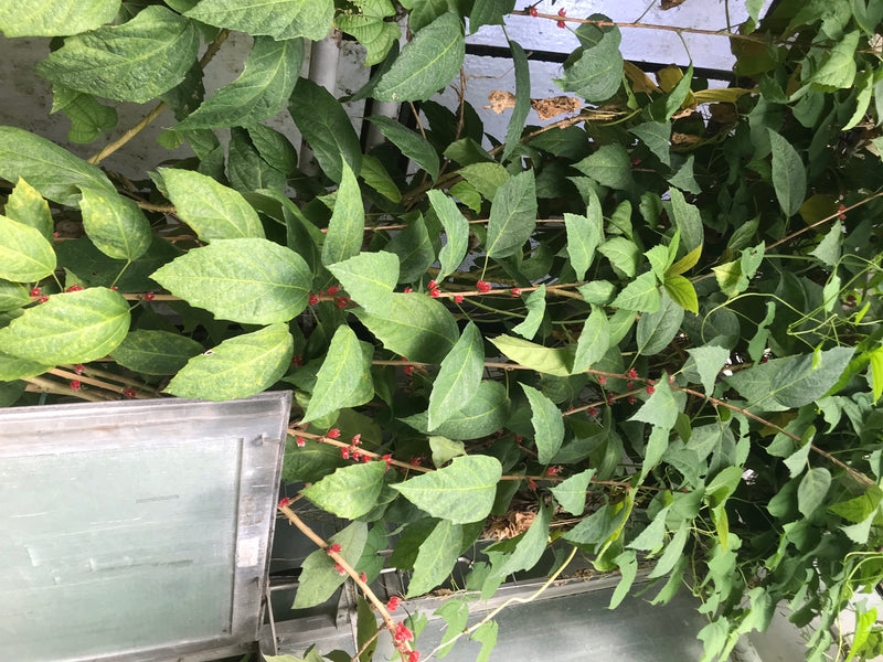 Pavonia cauliflora — foto 1 di 4