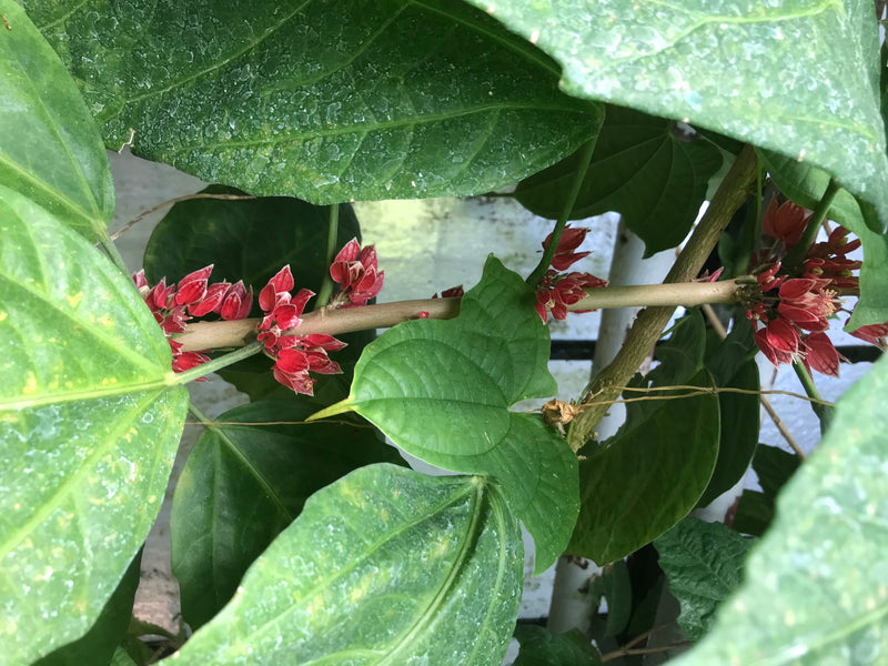 Pavonia cauliflora — foto 4 di 4