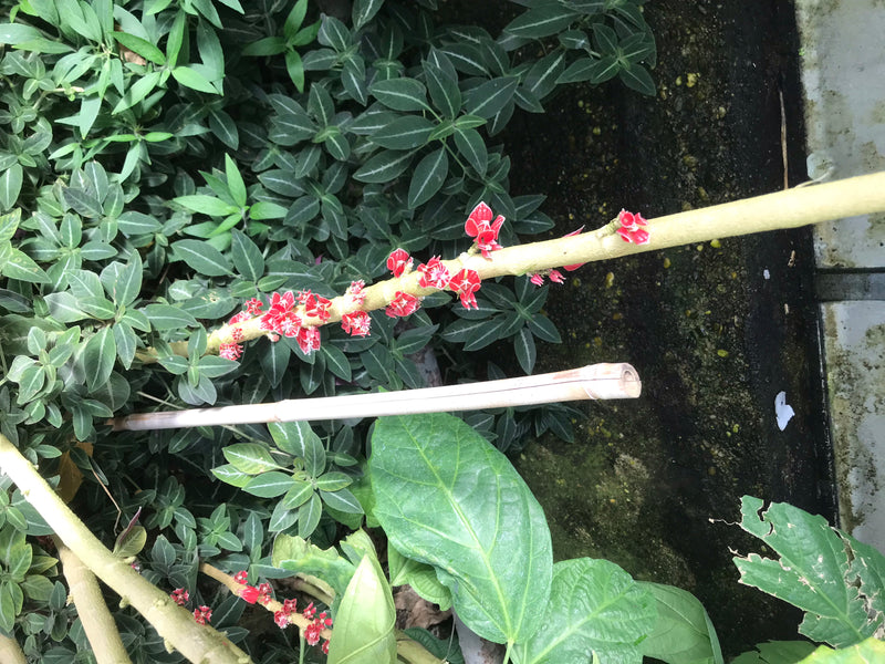 Pavonia cauliflora — foto 2 di 4