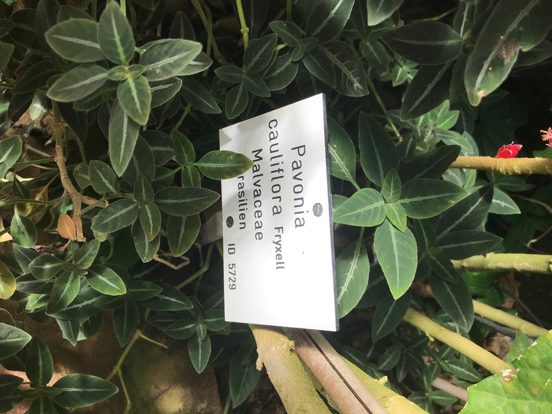 Pavonia cauliflora — foto 3 di 4