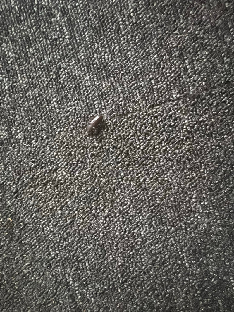 Scarabeo di pelliccia — Bild 2