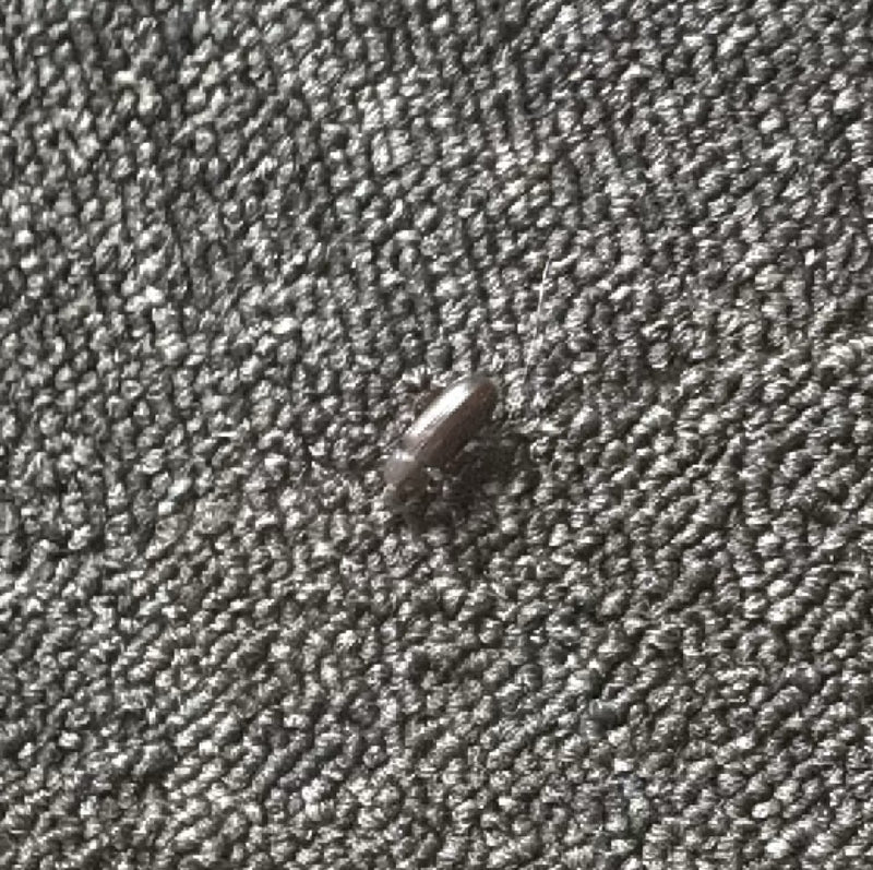Scarabeo di pelliccia — Bild 1