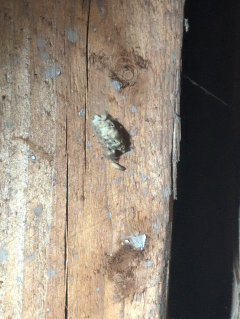 falena di pelliccia — Bild 1