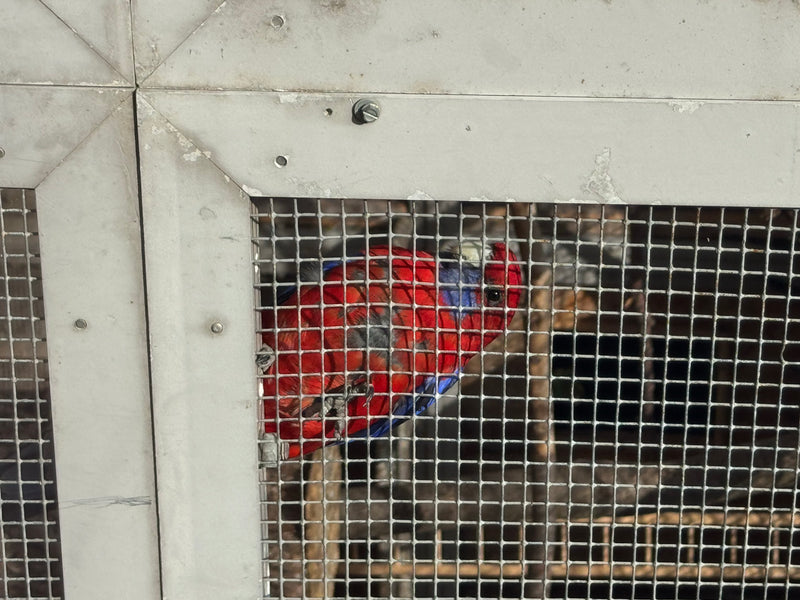 Una rosella di Pennant si arrampica dietro la rete metallica di una voliera, guardando di lato.