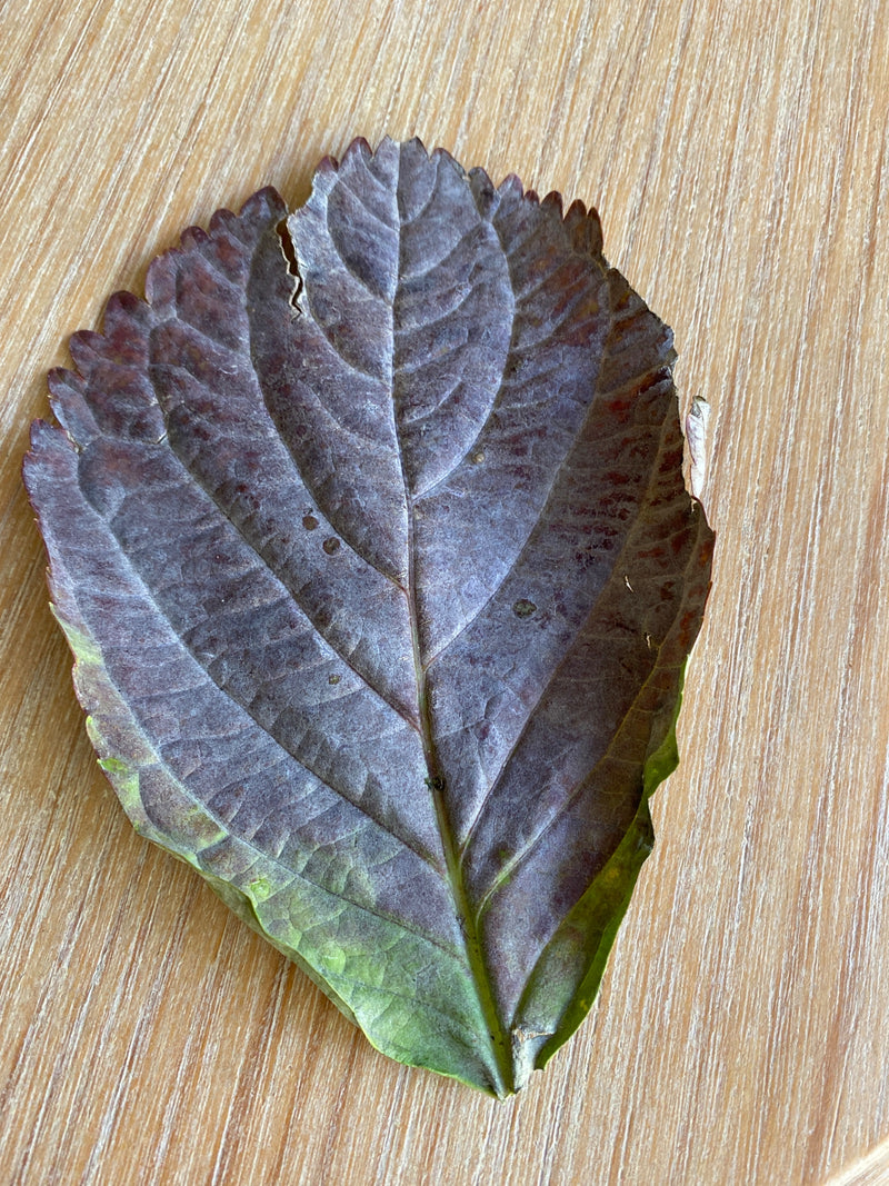 È visibile una singola foglia di shiso viola scuro con bordo dentato e venature evidenti. Si trova piatta su una superficie di legno chiaro.