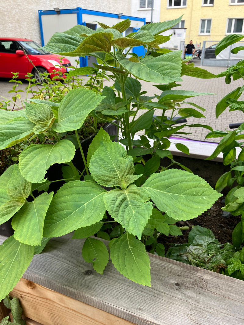Si vede una sana pianta di shiso con le sue caratteristiche foglie verdi e dentate che cresce in una fioriera. Sul fondo sono visibili elementi urbani e un'a...