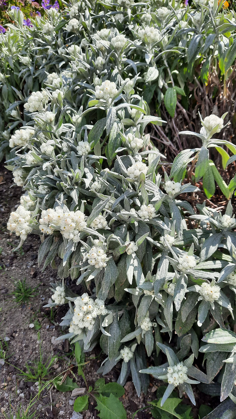 Fiore di paglia di perla — Bild 1
