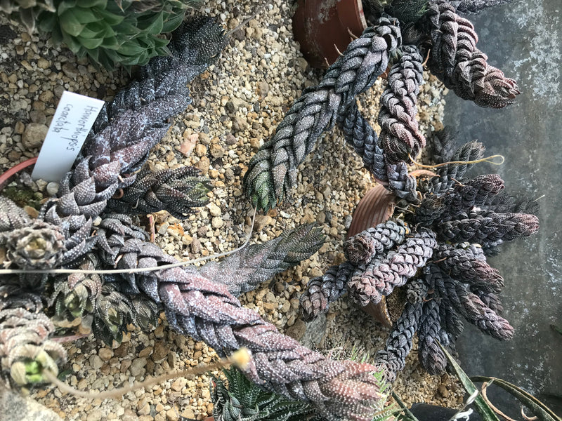 Perlen-Haworthie — foto 2 di 2