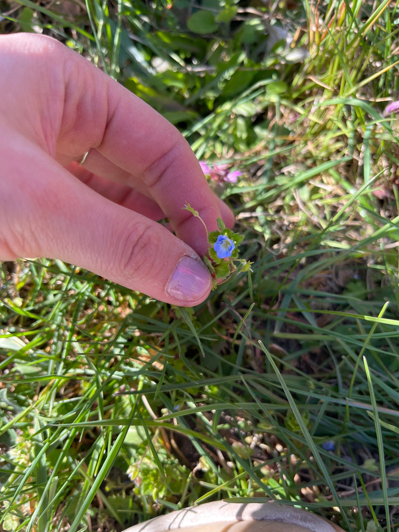 Speedwell persiano — Bild 1