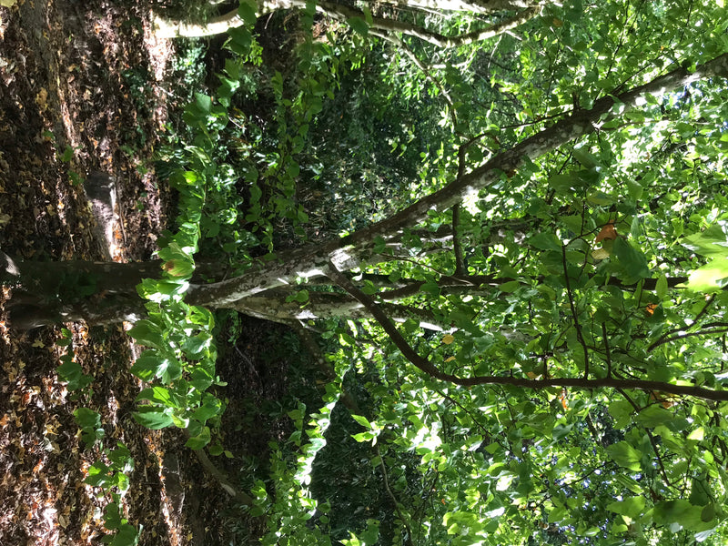 Persischer Eisenholzbaum — foto 2 di 4