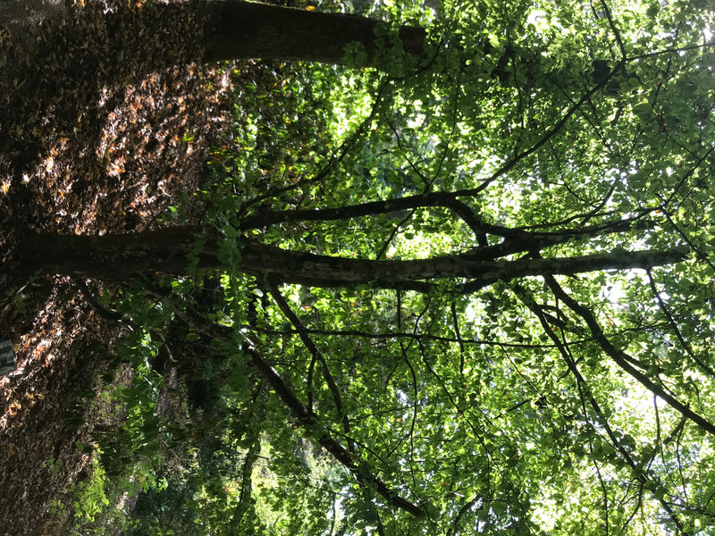 Persischer Eisenholzbaum — foto 1 di 4