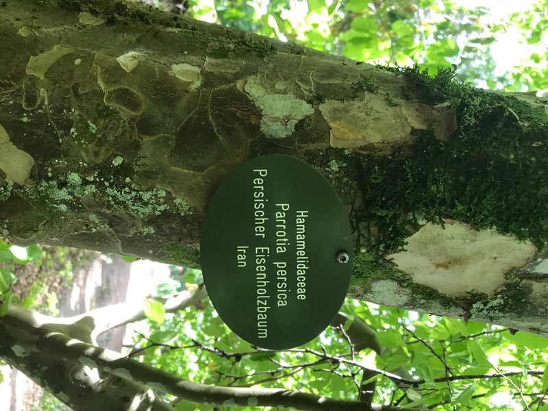 Persischer Eisenholzbaum — foto 4 di 4