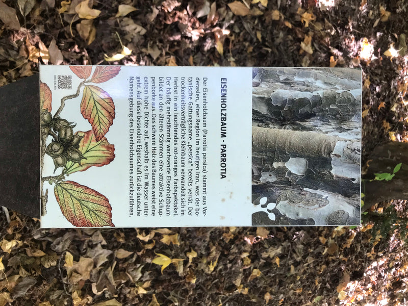 Persischer Eisenholzbaum — foto 3 di 4