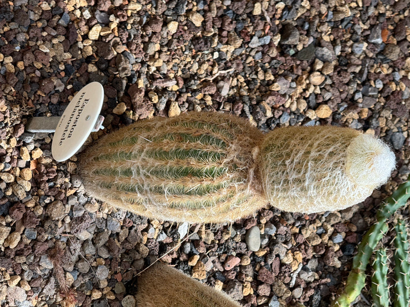 Peruanischer Greisenkaktus — foto 1 di 1