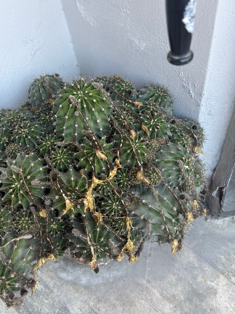 Cactus colonnare peruviano — foto 3 di 5
