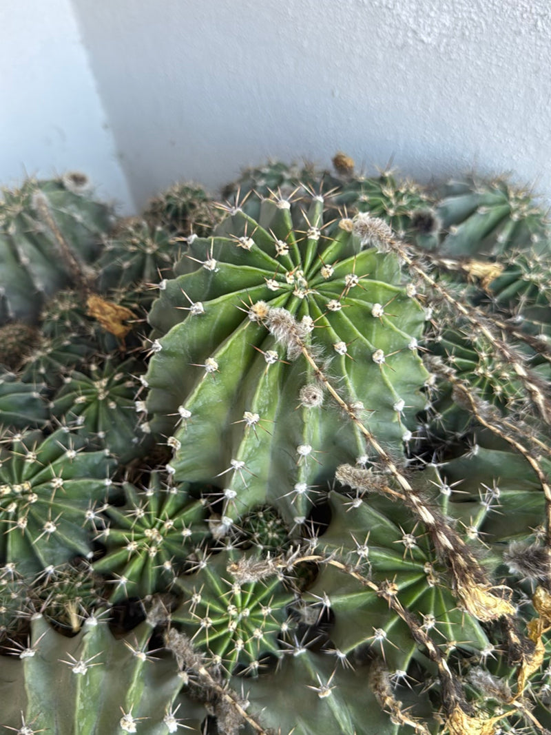 Cactus colonnare peruviano — foto 1 di 5