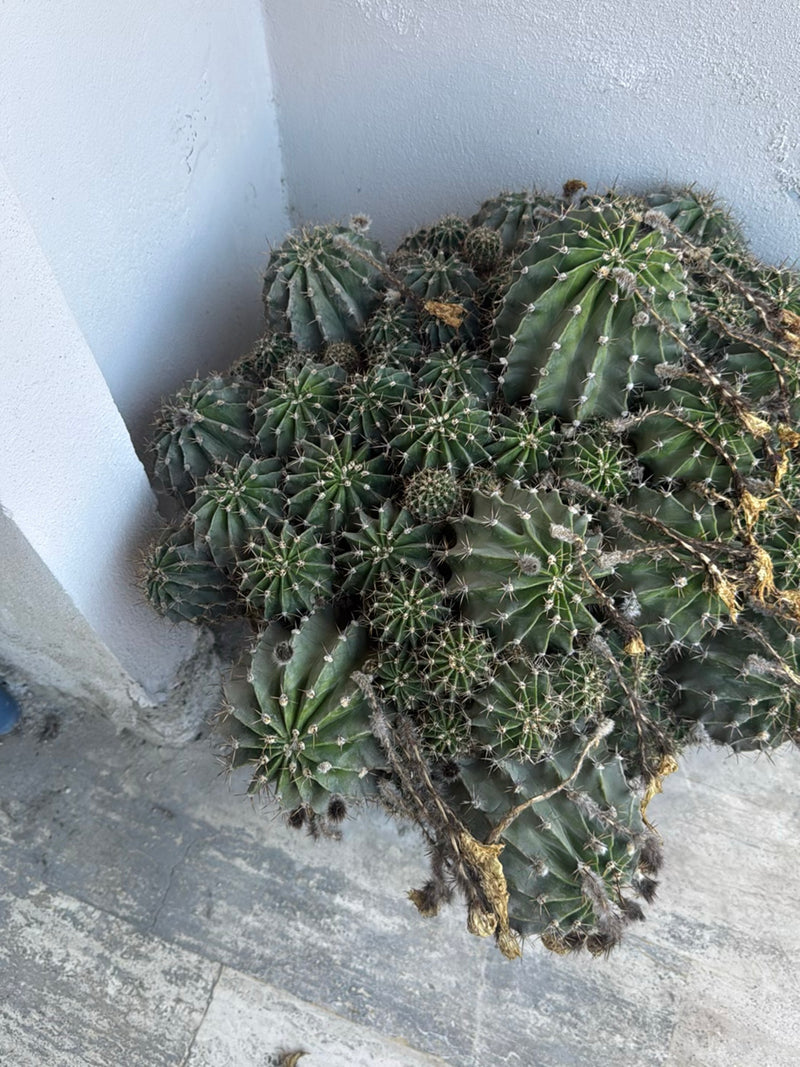 Cactus colonnare peruviano — foto 2 di 5