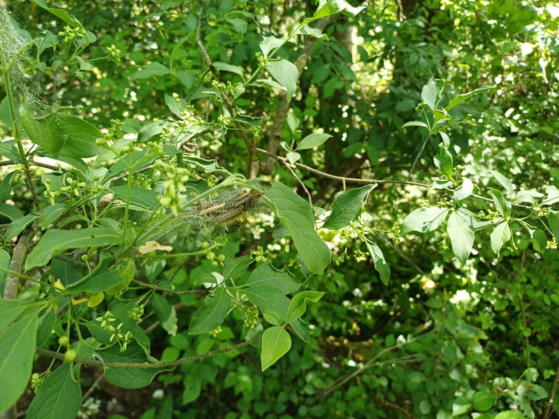 Pfaffenhütchen falena web — Bild 1