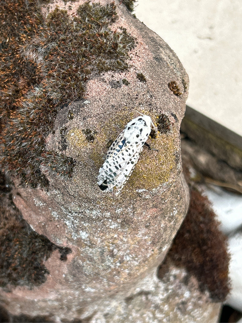 Pfaffenhütchen falena web — foto 4 di 12