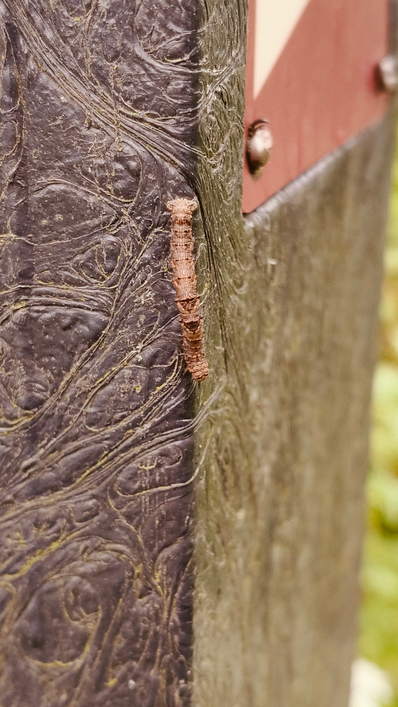 Pfaffenhütchen falena web — foto 5 di 29