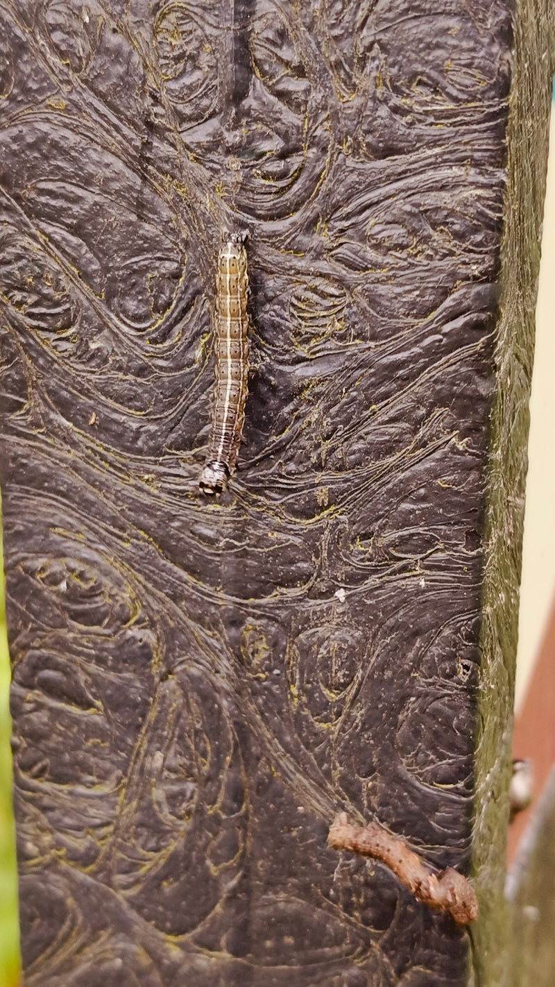 Un bruco della tignola del fusaggine striscia su una superficie scura e strutturata. L'insetto è chiaramente visibile e mostra i segni tipici della specie.