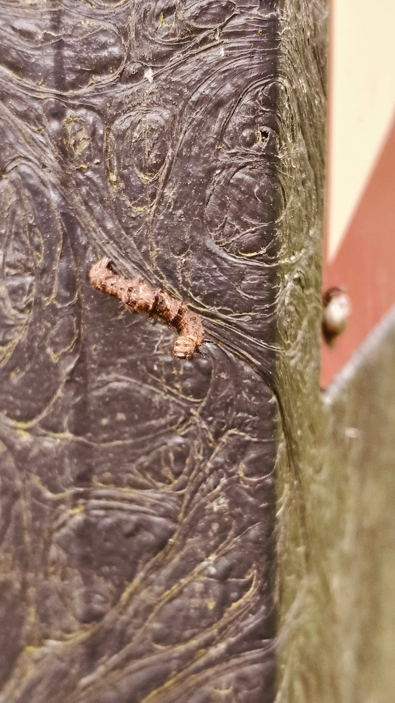 Pfaffenhütchen falena web — foto 4 di 29