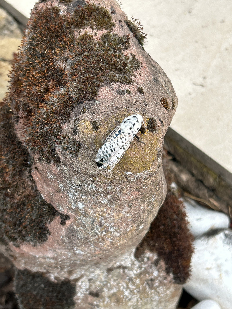 Pfaffenhütchen falena web — foto 5 di 12