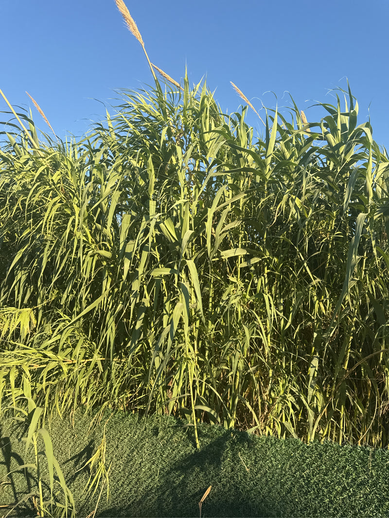 tubo di mucchio — foto 5 di 11