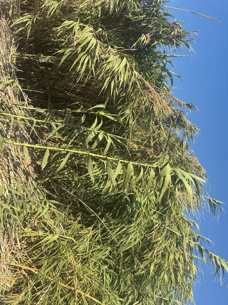 tubo di mucchio — foto 3 di 11