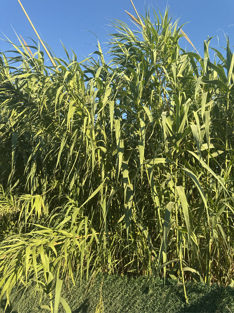 tubo di mucchio — foto 1 di 11