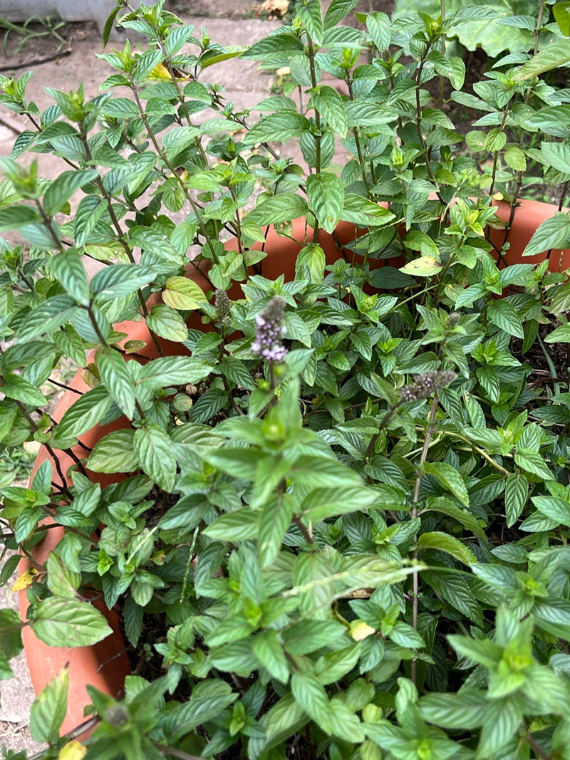 menta piperita — foto 1 di 3