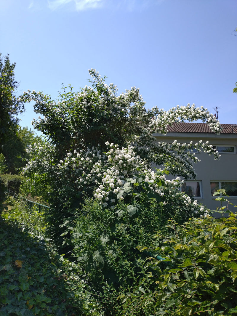 Un grande e fiorito seringa si erge nel giardino davanti a un edificio. I numerosi fiori bianchi contrastano nettamente con il fogliame verde.