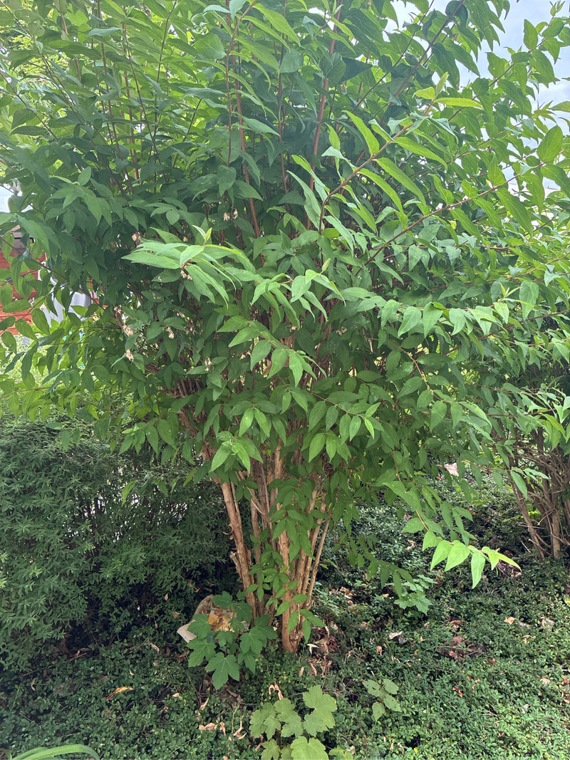 Si vede un denso arbusto di seringa con molte foglie verdi e rami marroni che cresce in un giardino.