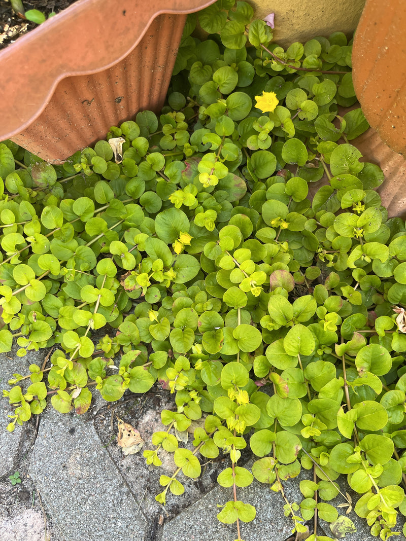 Pennywort — Bild 1