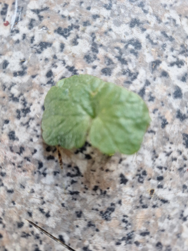 Si vede una singola foglia arrotondata di repidella appoggiata su un pavimento in pietra decorato. La forma tipica della foglia e le nervature sono ben visib...