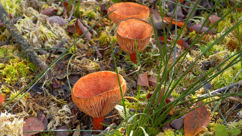 Diversi esemplari di igroforo cantarello, di colore rosso-arancio e a forma di imbuto, crescono sul terreno tra muschio e fili d'erba.