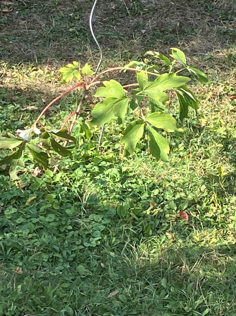 Si vede una giovane peonia con le sue foglie verdi tipicamente divise. Cresce su un prato.