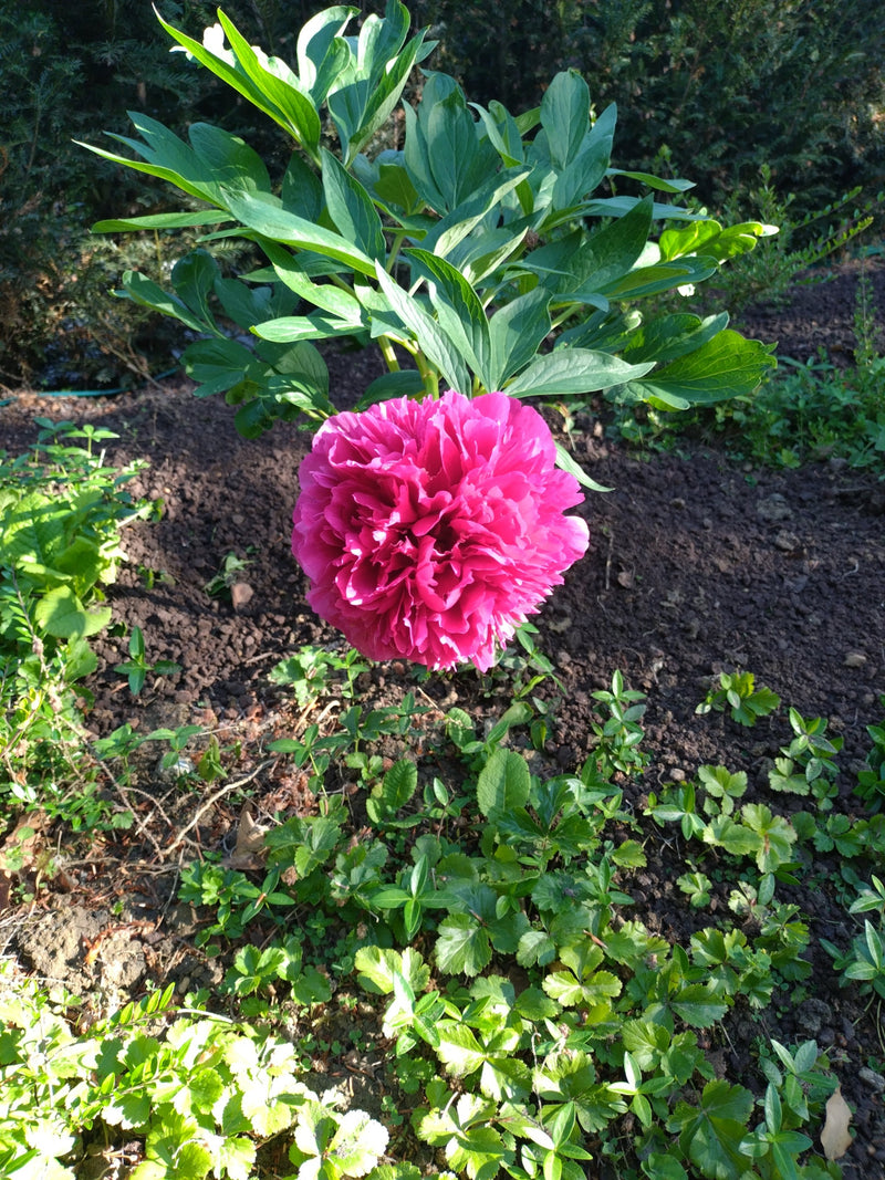 Peonia — Bild 4