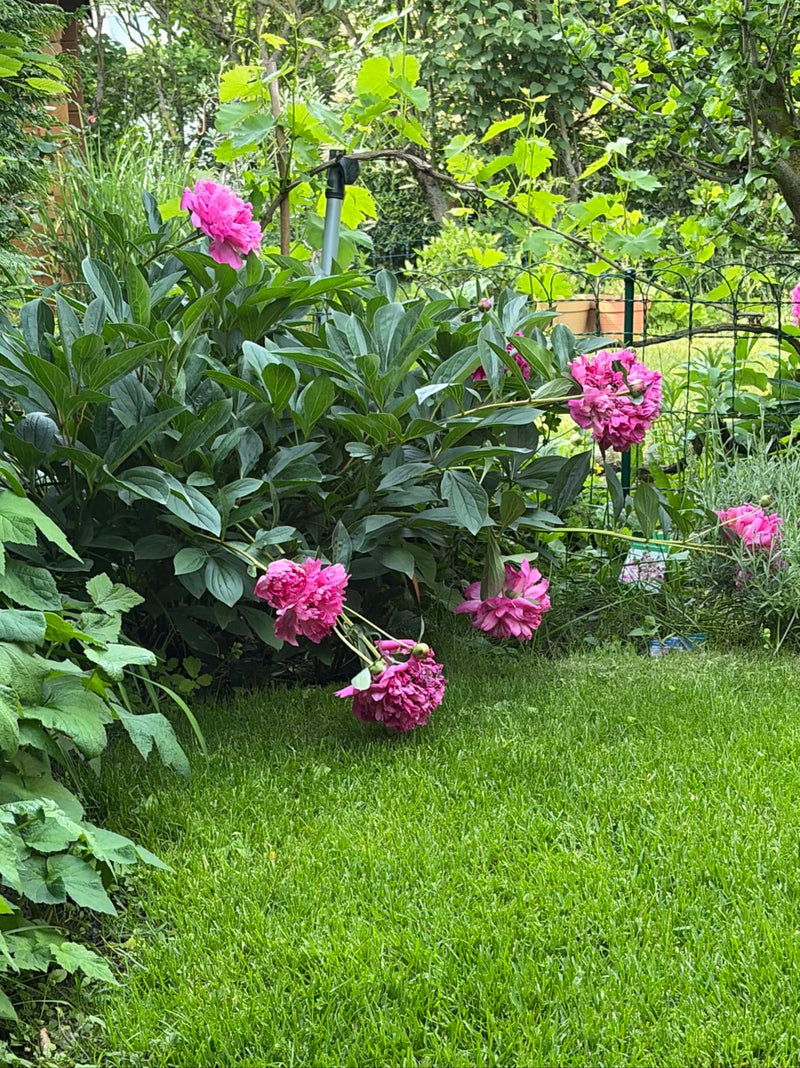 Peonia — Bild 2