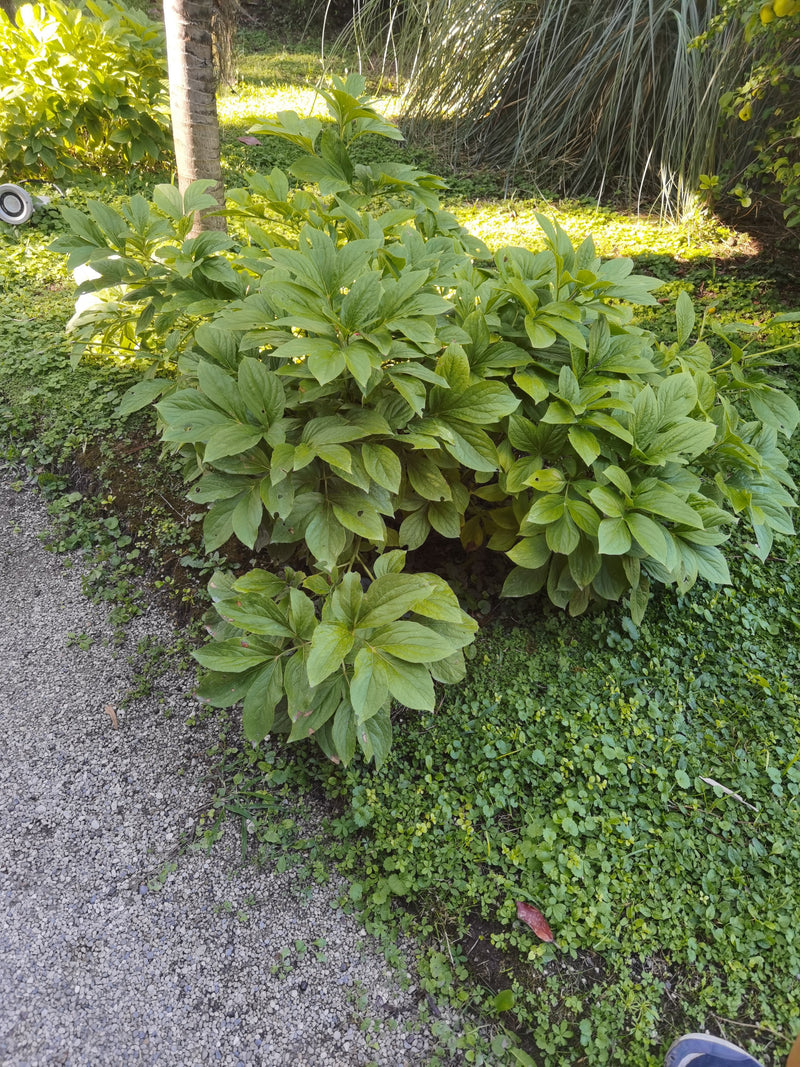 Si vede una sana pionia con un fogliame verde rigoglioso in giardino. La pianta cresce in un'aiuola ombreggiata accanto a un sentiero.