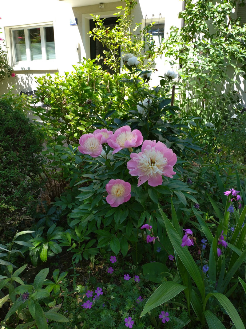 Peonia — Bild 1